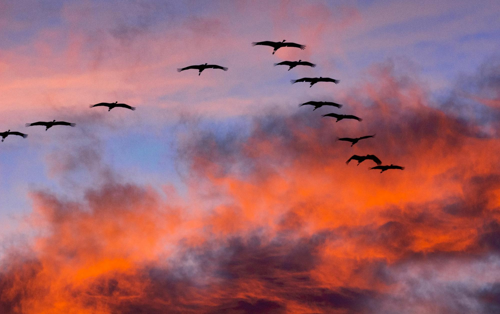 Sandhill Cranes against sunset and clouds